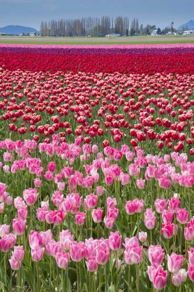 USA, Washington Field of multicolored tulips